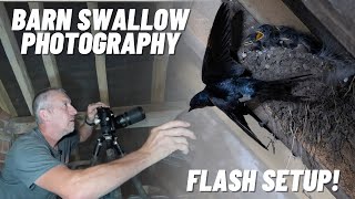 Photographing Swallows In A Barn Flash Setup [upl. by Niknar]