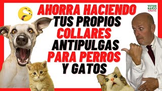 ✅ 4 Collares ANTIPULGAS CASEROS para PERROS y GATOS ✅ Con REPELENTES NATURALES [upl. by Sairtemed]