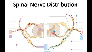 Spinal Nerves Distribution [upl. by Rosemari]