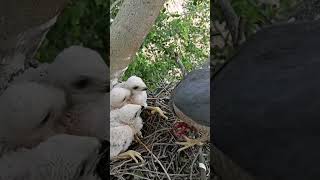 Falcon bird feeding meat P 2 🙄🙄🙄 [upl. by Nogem181]