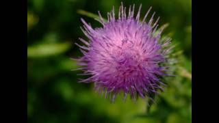 Flower of Scotland  Bagpipes [upl. by Eillek]