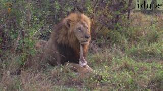 Lion Cubs Try To Roar as Dad Finishes Breakfast [upl. by Ahseinek]