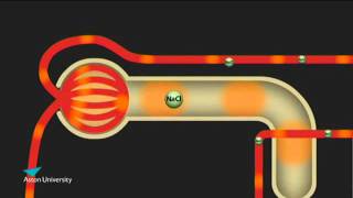 The Kidney amp the Counter Current Multiplier Pharmacology teaching at Aston University [upl. by Wiltz410]