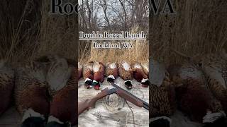 EPIC Pheasant Hunt pheasant pheasanthunting pointer birddog doublebarrelranch [upl. by Koal358]