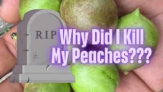 How I Thin My Peach Tree  Peach Tree Care [upl. by Ariajay]