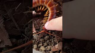 how to pet centipede [upl. by Oika]