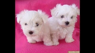 perros cachorros gratis adopta maltes bichon 狗礼物 تبني كلب adopt a puppy 优酷 [upl. by Anaujik]