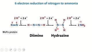 Nitrogen Topic 4  Nitrogenase mechanism [upl. by Adnalro]