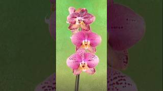 Keep orchids blooming longer with these 2 simple tips 🌸 [upl. by Lazos]