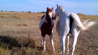 Two horses grooming each other [upl. by Ammon123]