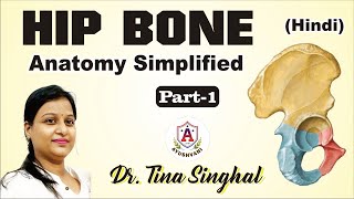 Anatomy of Hip Bone  innominate bone  Pelvis  Osteology  Ilium Ischium Pubis [upl. by Aicyle]