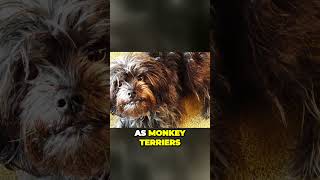 The Monkey Terrier  Meet the Outgoing Affenpinscher [upl. by Aelam]