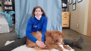 Help your dog with hip dysplasia [upl. by Kennie]