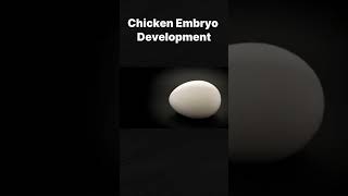 Chicken embryo development chicken or egg anatomy medicine embryology emby chicken [upl. by Casta]