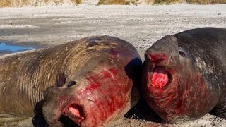 Elephant seal fight on blood 😱😱fast to last watching Video animals wildlife [upl. by Ailgna7]