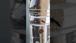 Say Goodbye to Mosquitoes shorts 5MinuteCraftsYouTube vector iNSECTiONML 123GO [upl. by Muir]