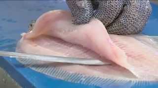 How to Fillet Sole  Tips and Techniques by Knifetechnz [upl. by Rebmetpes]