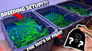 Breeding 100s of NEW Fish Mosquitofish [upl. by Olli341]