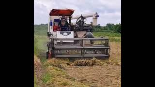 Falling rice is very difficult to harvest riceharvesting rice fall field machine [upl. by Xenophon]