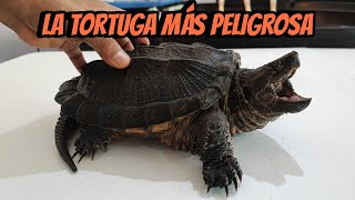 La tortuga MAS PELIGROSA  MORDIDA del HÍBRIDO [upl. by Ilhsa]