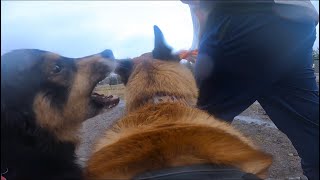 Australian Shepherd Goes After Belgian Malinois At Dog Park [upl. by Neau]