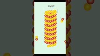 Microtubules Structure and Function [upl. by Sweatt]