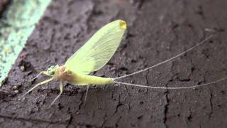 Flatheaded Mayfly Heptageniidae Epeorus Female Subimago [upl. by Esilahs]