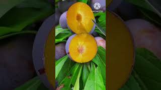 Fruit cutting satisfied fruit satisfying cuttingskills mango [upl. by Theta]