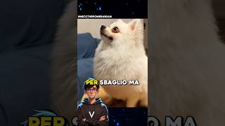 CAGNOLINO NON PUÒ ABBAIARE 💔 virale [upl. by Fidel]