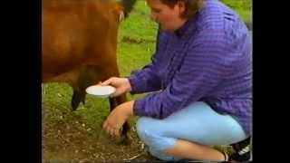 Rapid Mastitis Test in a Milking Goat [upl. by Ahsener]