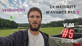 Vlog vigneron 5  Vendanges 2024  suivi de maturité  tour des parcelles  Crémant de Bourgogne [upl. by Airotciv]