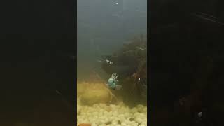 Big size Pollard parrot fish fishingvideo aquarium [upl. by Nitsirt]