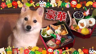 犬用の超豪華おせち料理の食いつきが凄い！！ [upl. by Ahsimik]