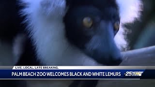 New family of lemurs joins Palm Beach Zoo [upl. by Allehcim]