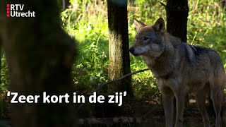 Ouders en bso wolf beet meisje  RTV Utrecht [upl. by Udella]