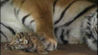 Absolutely cute Five Baby Tigers five days old  Super süß Fünf Tigerbabys fünf Tage alt [upl. by Oman]