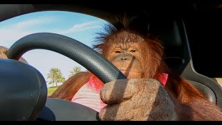 Animalias Orangutan Rambo loves her electric car [upl. by Adnalahs]