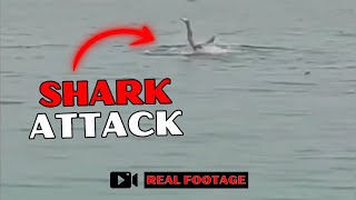 Egypts DEADLIEST Shark Attacks Caught on Camera [upl. by Enidaj]