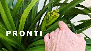 Ep2 RINAVSO CYMBIDIUM QUALI CURE DOPO UNA SETTIMANA [upl. by Cruickshank]