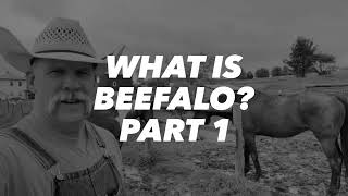 What is BEEFALO Part 1 [upl. by Yllib]