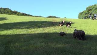 HECS Stealthscreen Turkey Encounter [upl. by Cindra]