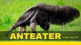 Anteater facts for kids – True information you don’t know [upl. by Leahciam]