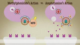 Amphetamine Vs Methylphenidate [upl. by Tesil]