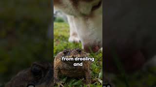 Invasive Toads in Usa Deadly to Dogs [upl. by Annawt]