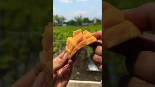 Mango recipes  the trhopical treasureYou Need In Your Life mango mangojuice [upl. by Arndt]