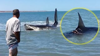 Stranded Great White Shark [upl. by Ataga]