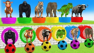 Long Slide Game With Elephant Gorilla Buffalo Hippopotamus Tiger  3d Animal Game  Funny 3d Animals [upl. by Nnayllek451]