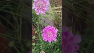 Scabiosa columbaria plantasdecasa jardinería exteriores plantas [upl. by Atekram]