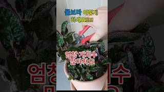 올록볼록 반음지 식물인 물보라 가지치기로 개체수 늘리기 How to grow Hemigraphis from cutting 물보라 [upl. by Akiaki816]