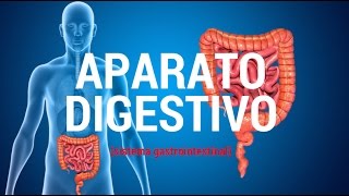 Aparato digestivo sistema gastrointestinal [upl. by Nady501]